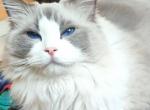 Snow White - Ragdoll Kitten For Adoption - 