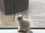 Cezar - Persian Kitten For Adoption - Fulshear, TX, US