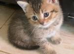 Mike - Scottish Fold Kitten For Sale - Philadelphia, NY, US