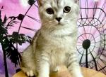 Dandan - Scottish Straight Kitten For Sale - New York, NY, US