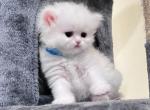 Male - Persian Kitten For Sale - Discovery Bay, CA, US