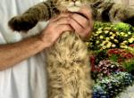 Cute Maine Coon baby - Maine Coon Kitten For Sale - FL, US