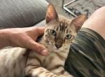 Shisha - Bengal Kitten For Sale - Montreal, Quebec, CA