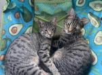 Kittens - Domestic Kitten For Adoption - Troy, OH, US