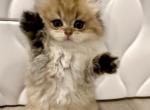 Cinnamon - British Shorthair Kitten For Sale - Chino, CA, US