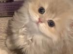 Lavender - British Shorthair Kitten For Sale - Chino, CA, US