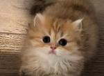 LuA - British Shorthair Kitten For Sale - Chino, CA, US