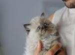 Coco - Himalayan Kitten For Sale - Sherman Oaks, CA, US