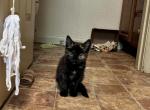 Basura - Domestic Kitten For Sale - 