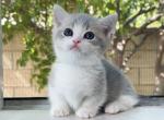 Blue  white lynx short leg boy - Munchkin Kitten For Sale - Fontana, CA, US