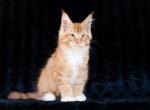 Eustace - Maine Coon Kitten For Sale - Brooklyn, NY, US