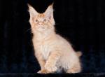 Edward - Maine Coon Kitten For Sale - Brooklyn, NY, US