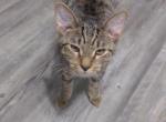 Tim - Domestic Kitten For Adoption - 