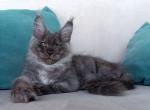 Colist - Maine Coon Kitten For Sale - Hollywood, FL, US