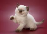 Velvet - British Shorthair Kitten For Sale - Hollywood, FL, US