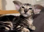 Roman - Oriental Kitten For Sale - Norwalk, CT, US