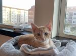 Finn - Domestic Kitten For Adoption - Nashville, TN, US