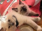 Sugar & Spice - Ragdoll Kitten For Sale - Denver, PA, US