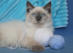 LAVR IZ TVERSKOGO KNYAZHESTVA - Siberian Kitten For Sale - NY, US