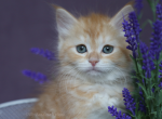 MANDARIN IZ TVERSKOGO KNYAZHESTVA - Siberian Kitten For Sale - NY, US