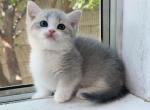Gus - Munchkin Kitten For Sale - Las Vegas, NV, US