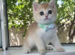 Charlie - British Shorthair Kitten For Sale - Las Vegas, NV, US
