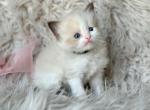 Oscar - Ragdoll Kitten For Sale - Las Vegas, NV, US