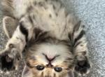 Marbled Full British Shorthair - British Shorthair Kitten For Sale - Gurnee, IL, US