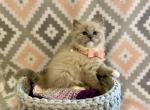 Eloise - Ragdoll Kitten For Sale - New Milford, PA, US