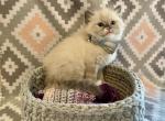 Dot - Ragdoll Kitten For Sale - New Milford, PA, US