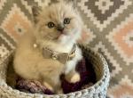 Francesca - Ragdoll Kitten For Sale - New Milford, PA, US