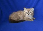 Jolynes Litter - Ragdoll Kitten For Sale - WI, US