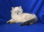 Jolynes Litter - Ragdoll Kitten For Sale - WI, US