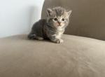 Enzo and Bella - Munchkin Kitten For Sale - Philadelphia, PA, US