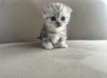 Bella - Munchkin Kitten For Sale - Philadelphia, PA, US