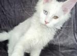 Buckeye - Maine Coon Kitten For Sale - Susanville, CA, US