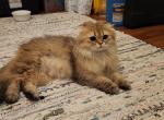 Scottish Fold Cat - Scottish Fold Cat For Sale - Sarasota, FL, US