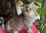 William - British Shorthair Kitten For Sale - New York, NY, US