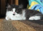 Beans - Persian Kitten For Adoption - Kansas City, MO, US