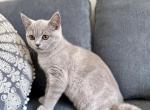 Sally - British Shorthair Kitten For Sale - Woodland Park, CO, US