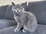 Molly - British Shorthair Kitten For Sale - Woodland Park, CO, US