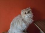 Rachel - Scottish Straight Cat For Sale - Levittown, PA, US