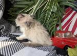 Munchkin kitties - Munchkin Kitten For Sale - New Whiteland, IN, US