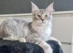 Natali - Maine Coon Kitten For Sale - Virginia Beach, VA, US