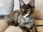 Illyuziya - Maine Coon Kitten For Sale - Virginia Beach, VA, US