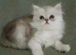 Pretty Chinchilla Persian - Persian Kitten For Adoption - LA, US