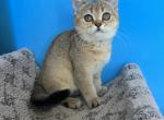 Lily - British Shorthair Kitten For Sale - Renton, WA, US