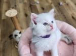 Snow White - Ragdoll Kitten For Sale - Attica, MI, US