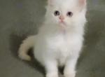 Curious Flame Point Himalayan - Himalayan Kitten For Adoption - 