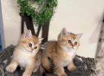 Lili - British Shorthair Kitten For Sale - Renton, WA, US